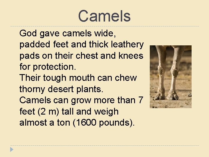 Camels God gave camels wide, padded feet and thick leathery pads on their chest
