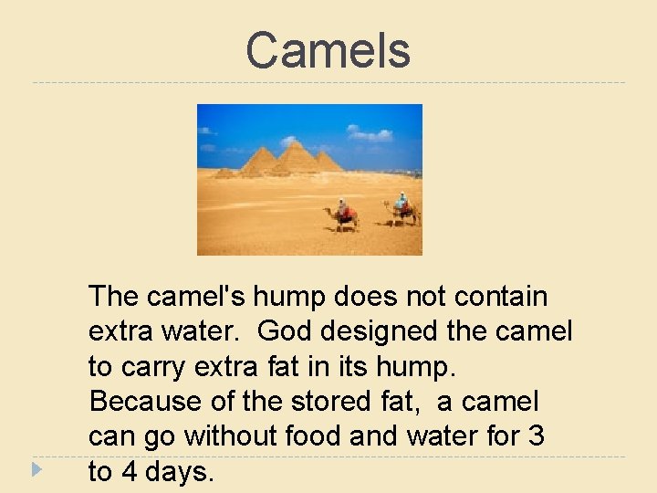 Camels The camel's hump does not contain extra water. God designed the camel to