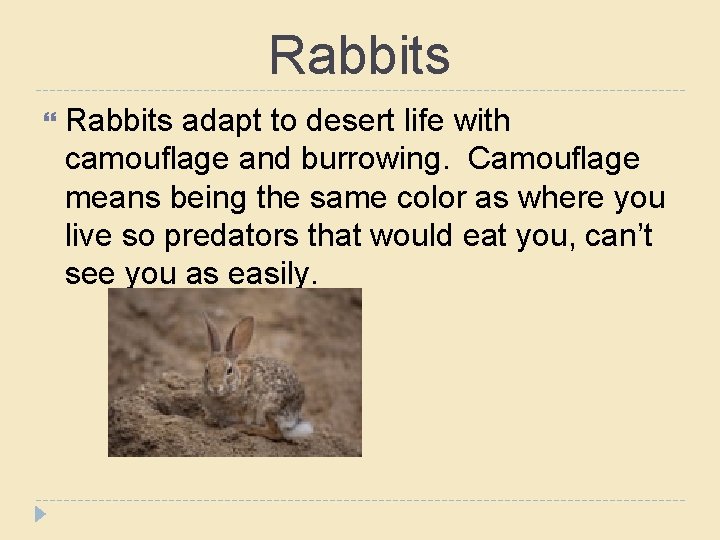 Rabbits adapt to desert life with camouflage and burrowing. Camouflage means being the same