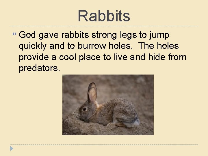 Rabbits God gave rabbits strong legs to jump quickly and to burrow holes. The