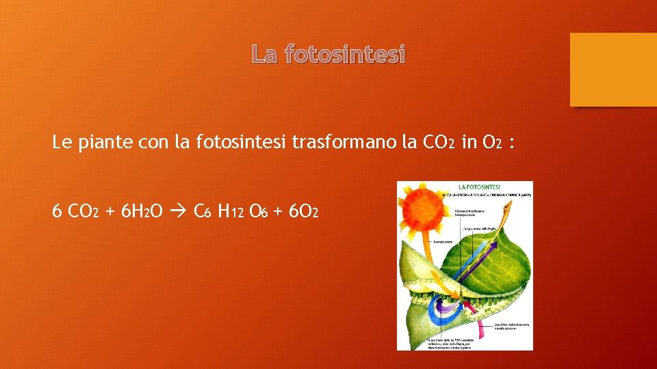 La fotosintesi Le piante con la fotosintesi trasformano la CO 2 in O 2