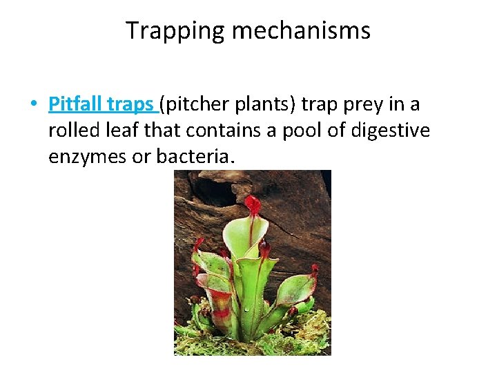 Trapping mechanisms • Pitfall traps (pitcher plants) trap prey in a rolled leaf that