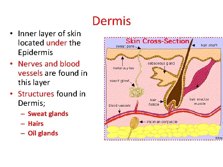  • Inner layer of skin located under the Epidermis • Nerves and blood