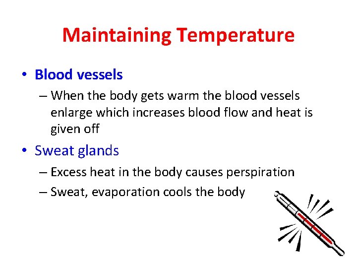 Maintaining Temperature • Blood vessels – When the body gets warm the blood vessels