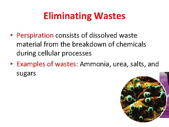 Eliminating Wastes • Perspiration consists of dissolved waste material from the breakdown of chemicals