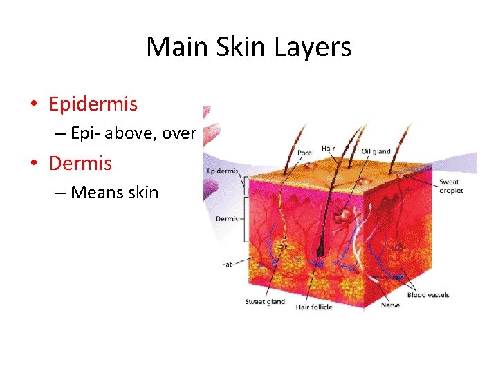 Main Skin Layers • Epidermis – Epi- above, over • Dermis – Means skin