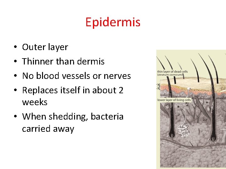 Epidermis Outer layer Thinner than dermis No blood vessels or nerves Replaces itself in