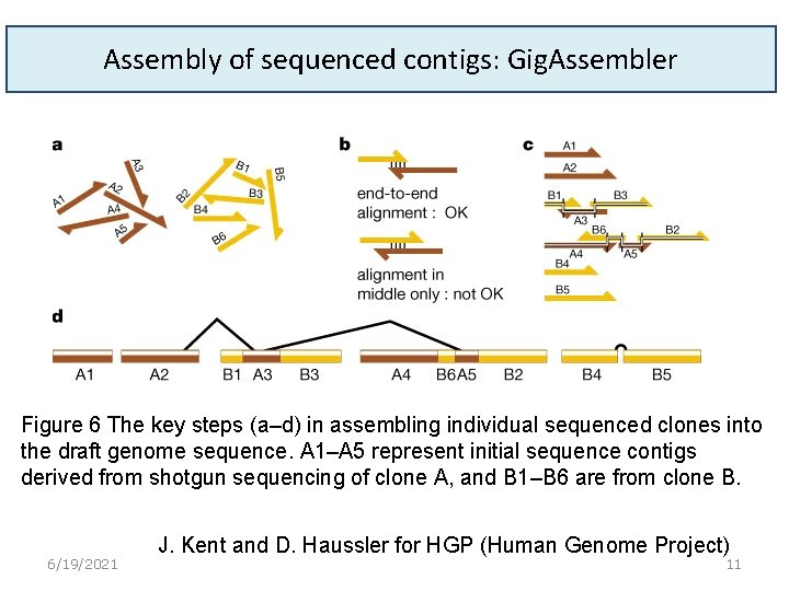 Assembly of sequenced contigs: Gig. Assembler Figure 6 The key steps (a–d) in assembling