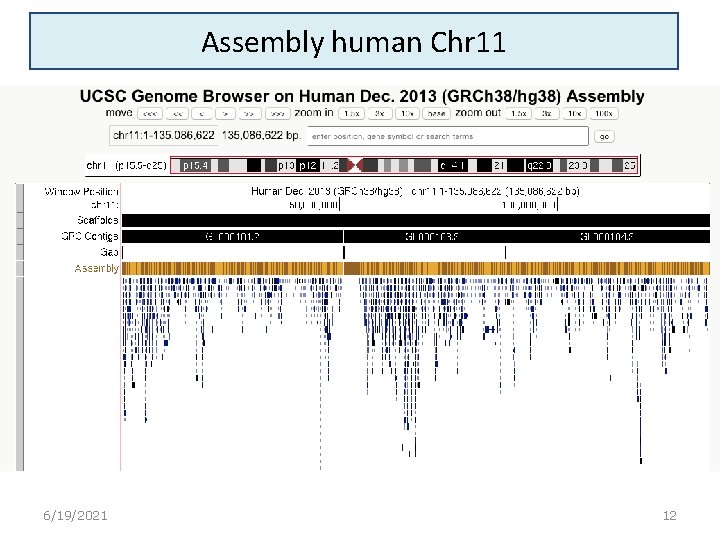 Assembly human Chr 11 6/19/2021 12 