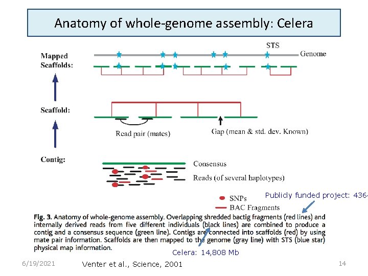 Anatomy of whole-genome assembly: Celera Publicly funded project: 4364 Celera: 14, 808 Mb 6/19/2021