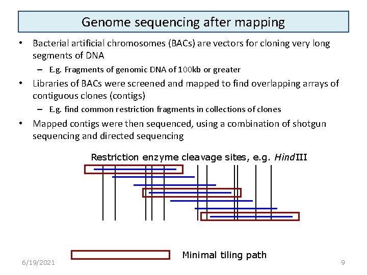 Genome sequencing after mapping • Bacterial artificial chromosomes (BACs) are vectors for cloning very