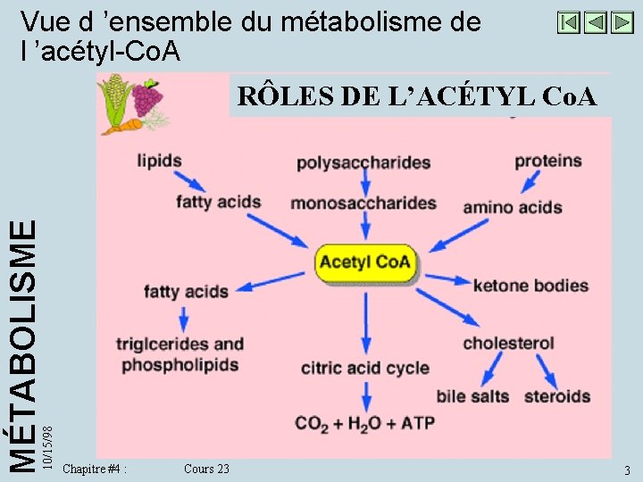 Vue d ’ensemble du métabolisme de l ’acétyl-Co. A 10/15/98 MÉTABOLISME RÔLES DE L’ACÉTYL