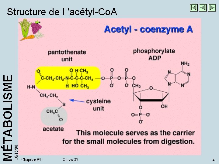10/15/98 MÉTABOLISME Structure de l ’acétyl-Co. A Chapitre #4 : Cours 23 4 