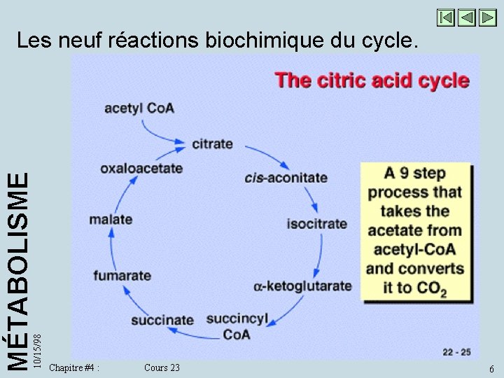 10/15/98 MÉTABOLISME Les neuf réactions biochimique du cycle. Chapitre #4 : Cours 23 6