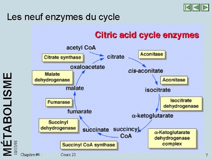 10/15/98 MÉTABOLISME Les neuf enzymes du cycle Chapitre #4 : Cours 23 7 