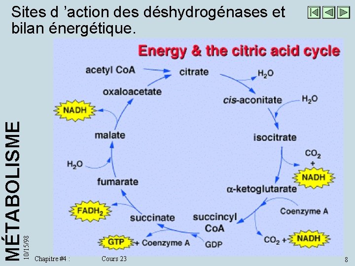 10/15/98 MÉTABOLISME Sites d ’action des déshydrogénases et bilan énergétique. Chapitre #4 : Cours