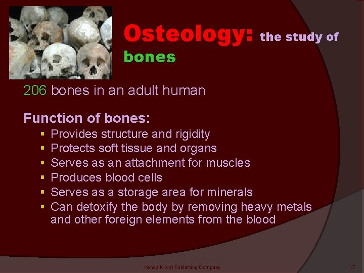 Osteology: bones the study of 206 bones in an adult human Function of bones: