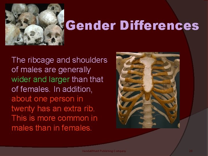 Gender Differences The ribcage and shoulders of males are generally wider and larger than
