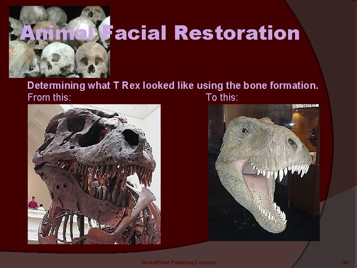 Animal Facial Restoration Determining what T Rex looked like using the bone formation. From
