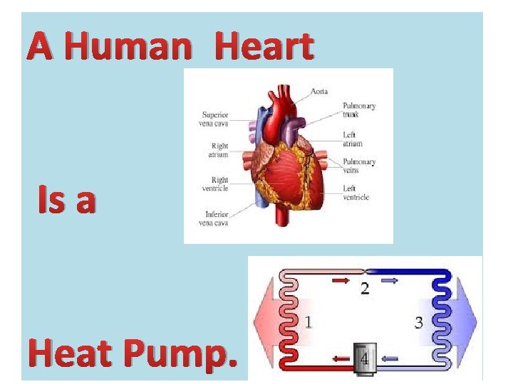 A Human Heart Is a Heat Pump. 