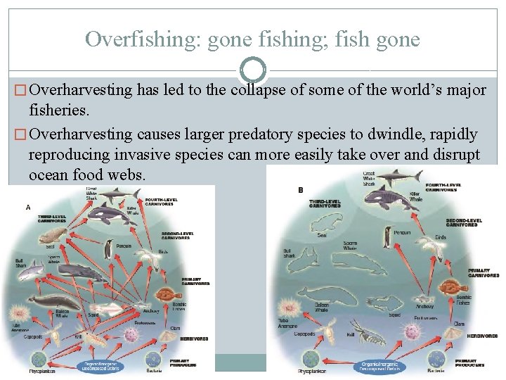 Overfishing: gone fishing; fish gone � Overharvesting has led to the collapse of some