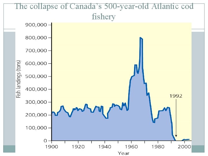 The collapse of Canada’s 500 -year-old Atlantic cod fishery 