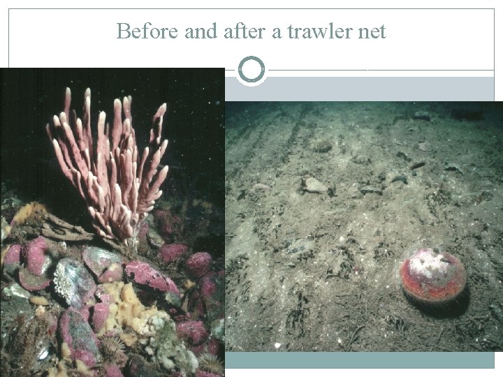 Before and after a trawler net 