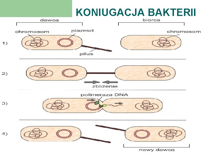 KONIUGACJA BAKTERII 