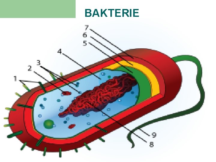 BAKTERIE 