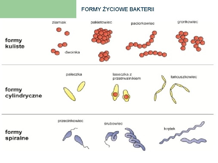 FORMY ŻYCIOWE BAKTERII 