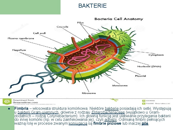 BAKTERIE l Fimbria – włosowata struktura komórkowa. Niektóre bakterie posiadają ich setki. Występują u
