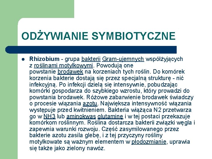ODŻYWIANIE SYMBIOTYCZNE l Rhizobium - grupa bakterii Gram-ujemnych współżyjących z roślinami motylkowymi. Powodują one