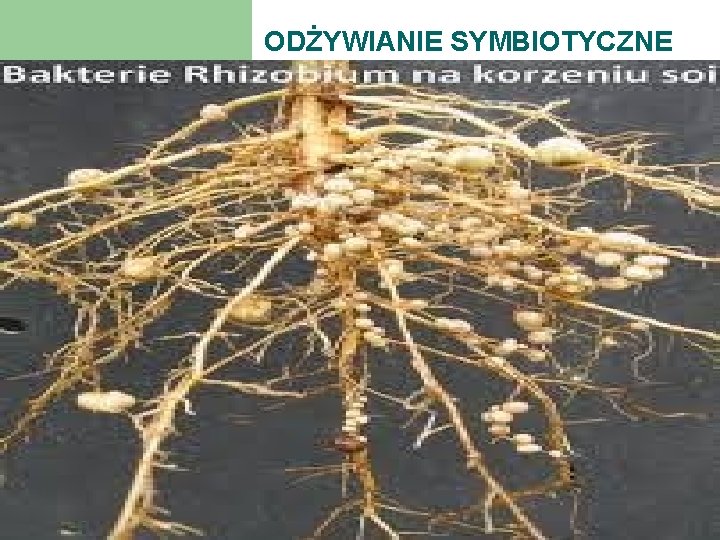 ODŻYWIANIE SYMBIOTYCZNE 