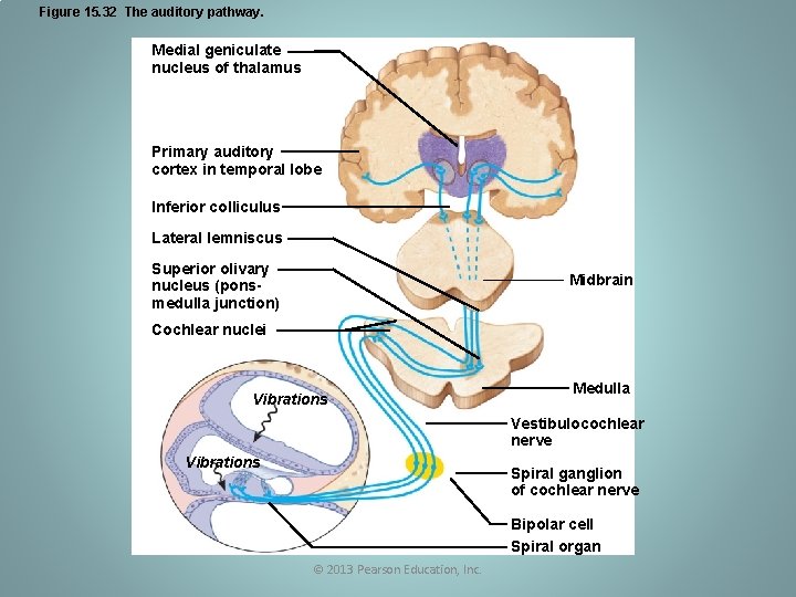 Figure 15. 32 The auditory pathway. Medial geniculate nucleus of thalamus Primary auditory cortex