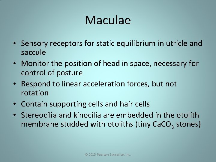 Maculae • Sensory receptors for static equilibrium in utricle and saccule • Monitor the