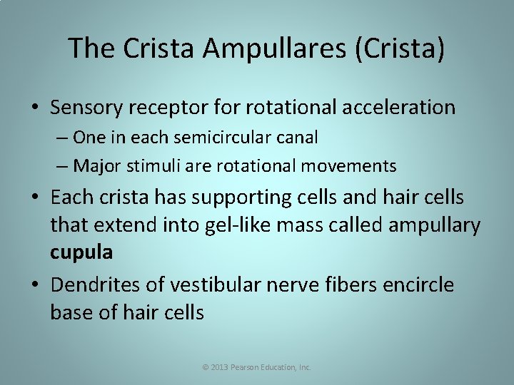 The Crista Ampullares (Crista) • Sensory receptor for rotational acceleration – One in each