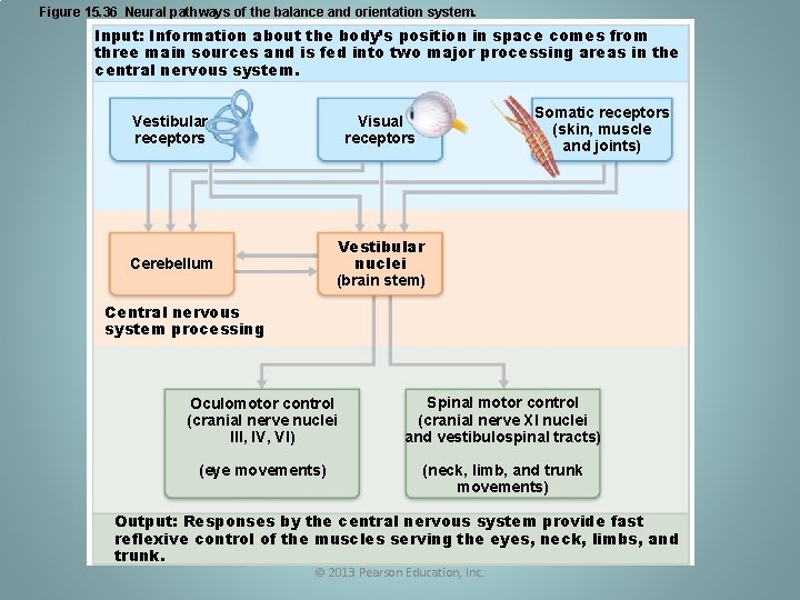 Figure 15. 36 Neural pathways of the balance and orientation system. Input: Information about