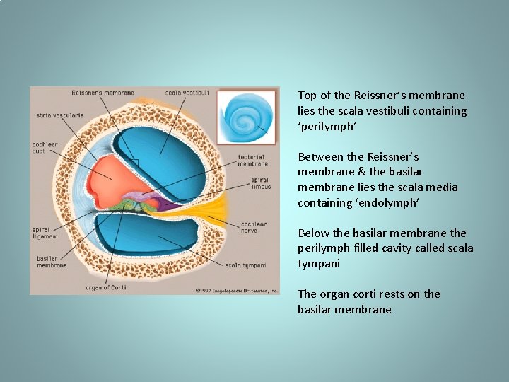 Top of the Reissner’s membrane lies the scala vestibuli containing ‘perilymph’ Between the Reissner’s