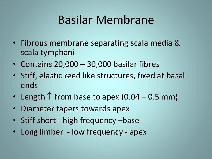 Basilar Membrane • Fibrous membrane separating scala media & scala tymphani • Contains 20,