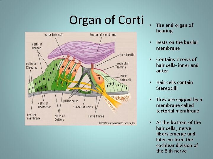 Organ of Corti • The end organ of hearing • Rests on the basilar