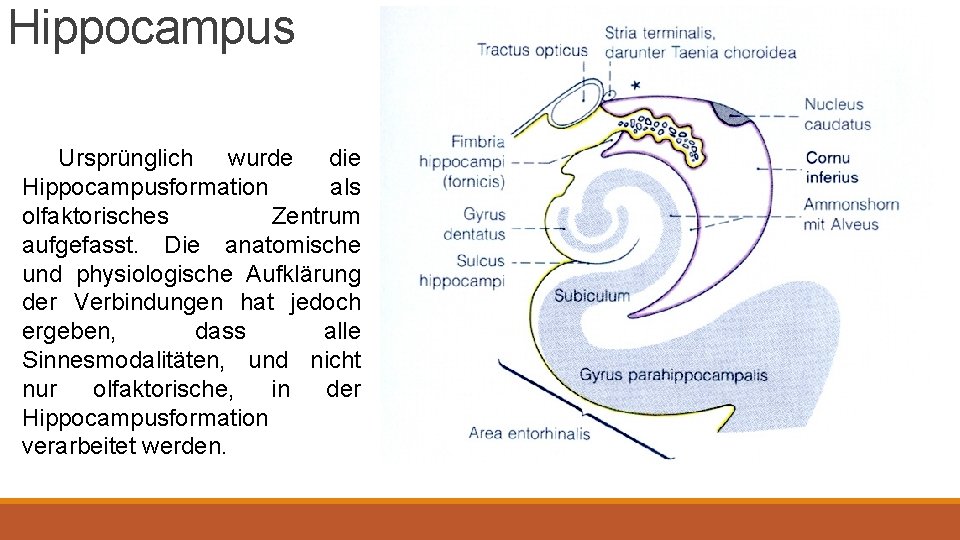 Hippocampus Ursprünglich wurde die Hippocampusformation als olfaktorisches Zentrum aufgefasst. Die anatomische und physiologische Aufklärung