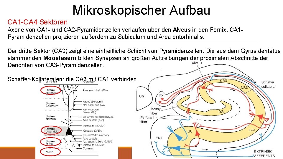 Mikroskopischer Aufbau CA 1 -CA 4 Sektoren Axone von CA 1 - und CA