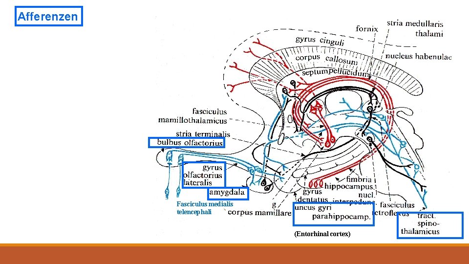 Afferenzen Fasciculus medialis telencephali (Entorhinal cortex) 