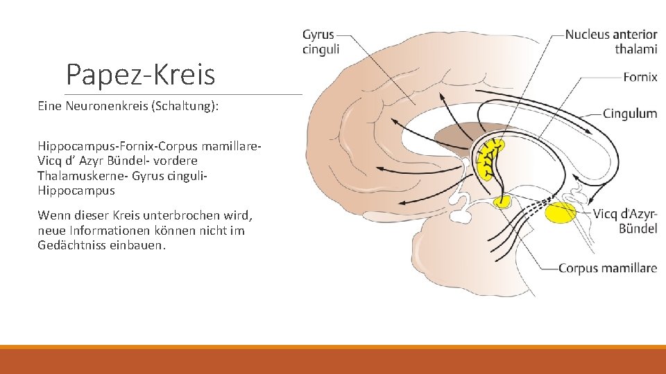 Papez-Kreis Eine Neuronenkreis (Schaltung): Hippocampus-Fornix-Corpus mamillare. Vicq d’ Azyr Bündel- vordere Thalamuskerne- Gyrus cinguli.