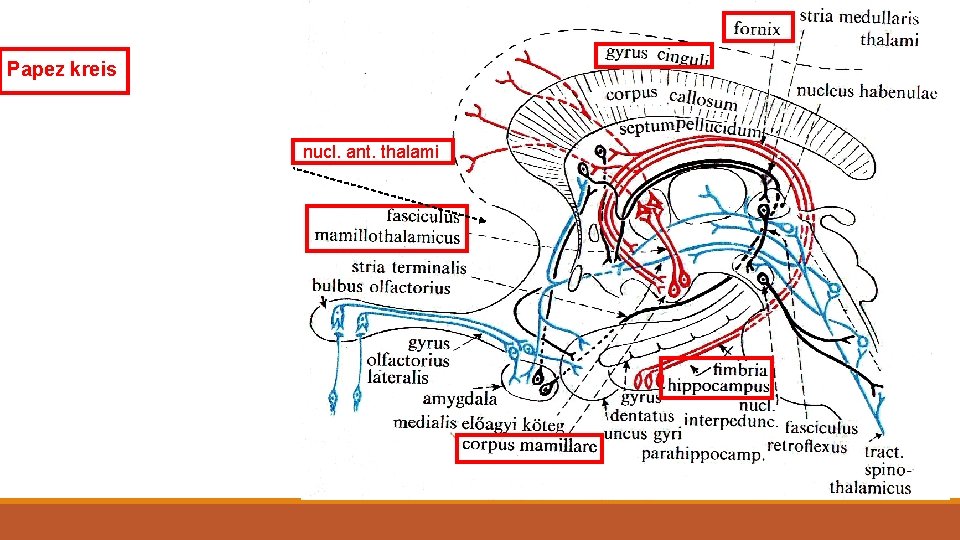 Papez kreis nucl. ant. thalami 