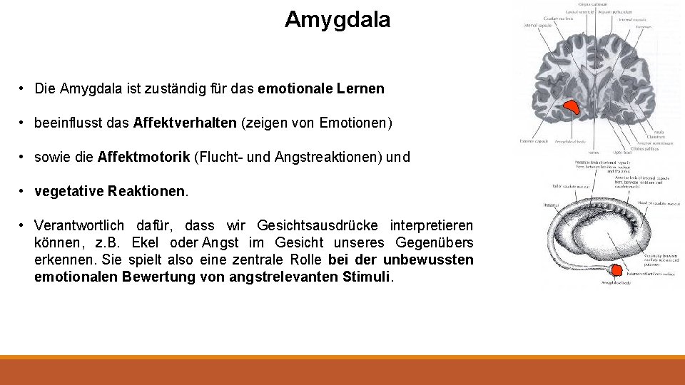 Amygdala • Die Amygdala ist zuständig für das emotionale Lernen • beeinflusst das Affektverhalten