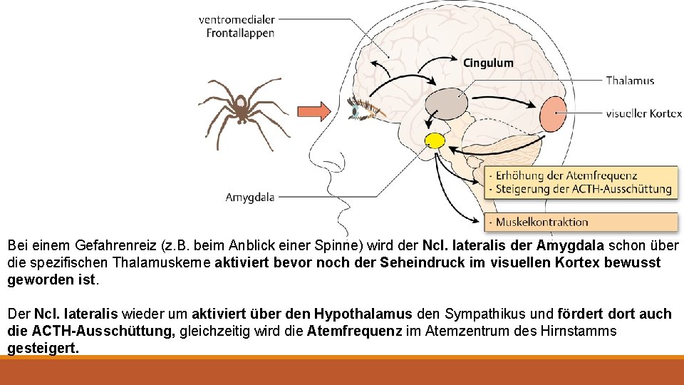 Bei einem Gefahrenreiz (z. B. beim Anblick einer Spinne) wird der Ncl. lateralis der