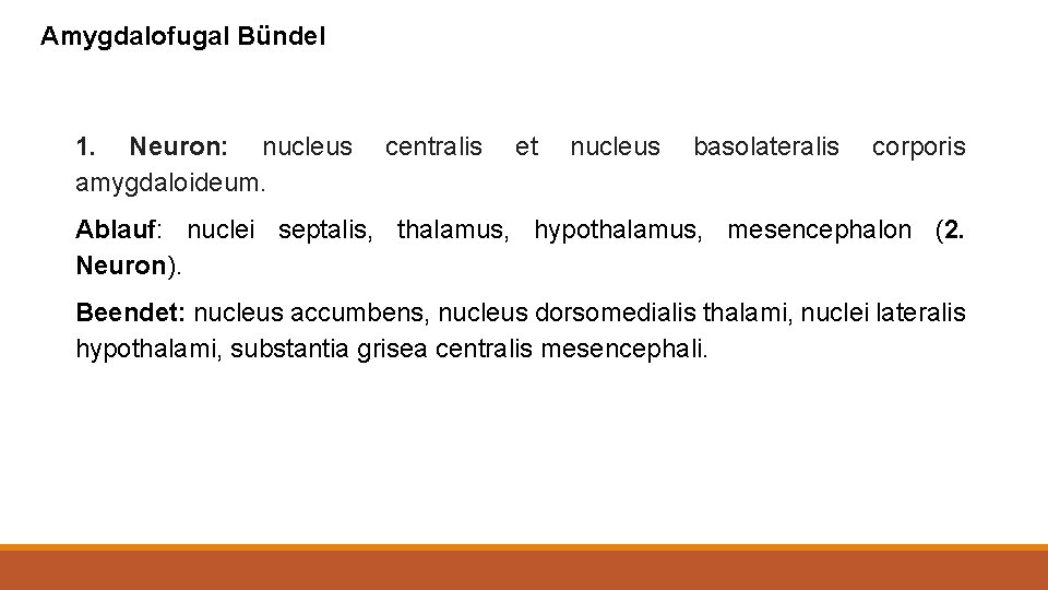 Amygdalofugal Bündel 1. Neuron: nucleus amygdaloideum. centralis et nucleus basolateralis corporis Ablauf: nuclei septalis,
