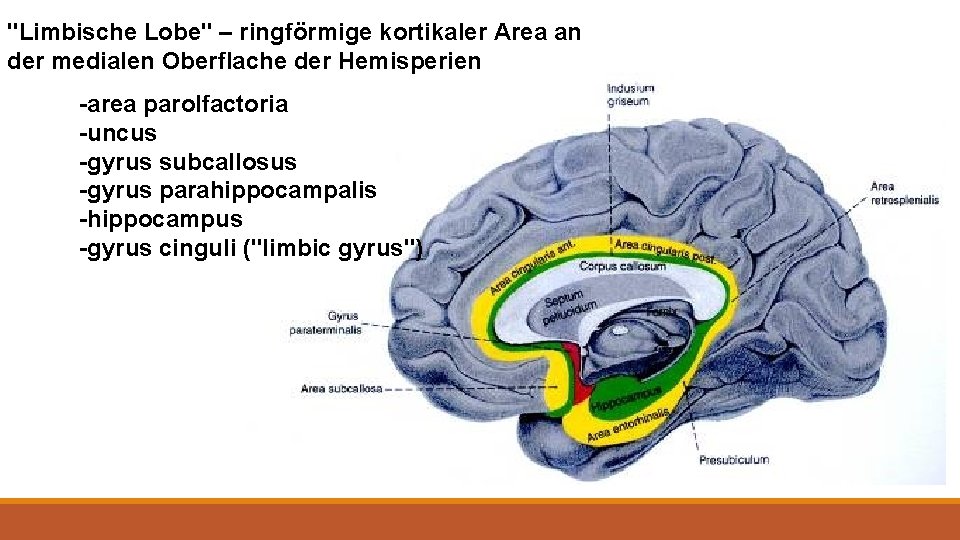 "Limbische Lobe" – ringförmige kortikaler Area an der medialen Oberflache der Hemisperien -area parolfactoria