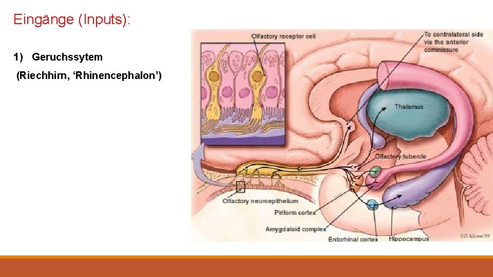 Eingänge (Inputs): 1) Geruchssytem (Riechhirn, ‘Rhinencephalon’) 